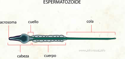 Espermatozoide (Diccionario visual)